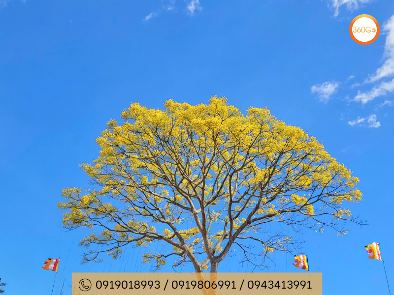 Hoa phượng vàng tại chùa Linh Ẩn Tự tại Đà Lạt - Du lịch 360Go 